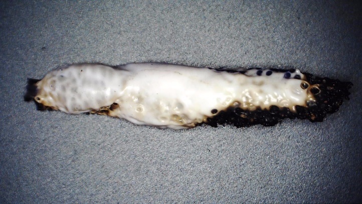 C:\Users\Patricio\Desktop\Articulo Aislantes de conductores\aistante E2\ImageFile109.JPG